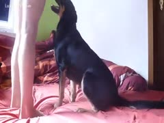 A mutt adopting a homo bestiality in the manner of a dog